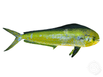 Mahi Mahi or Common Dolphinfish